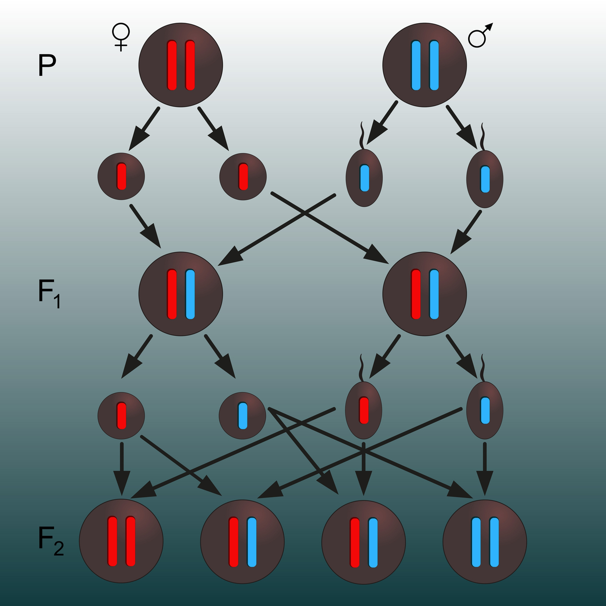 Science Note eaching Mendelian with a virtual Drosophila